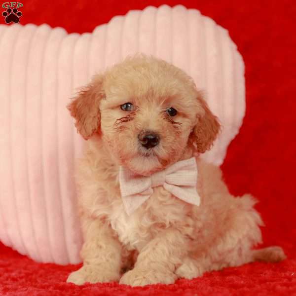 Evelyn, Mini Goldendoodle Puppy